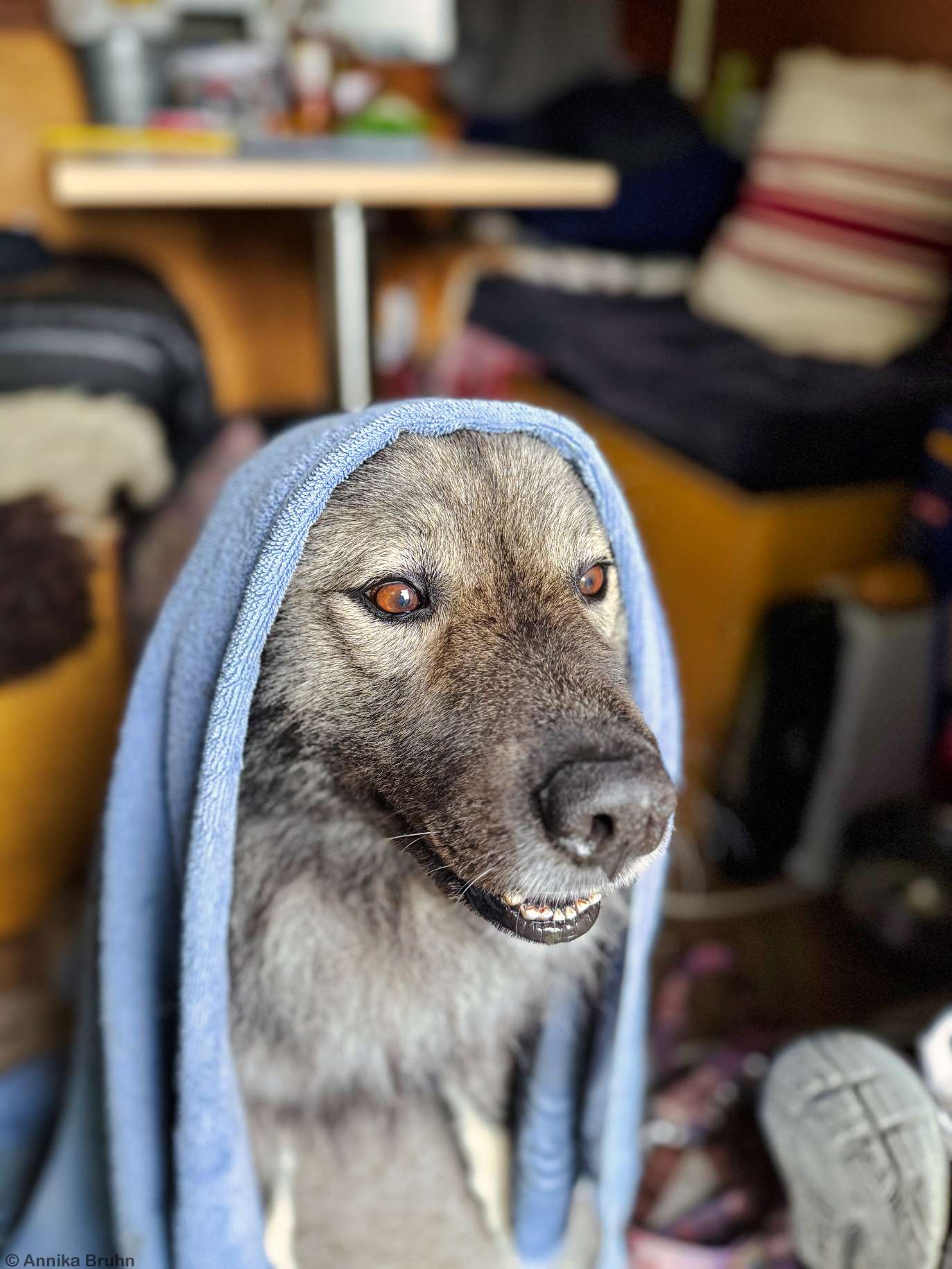 Q das Handtuchmonster